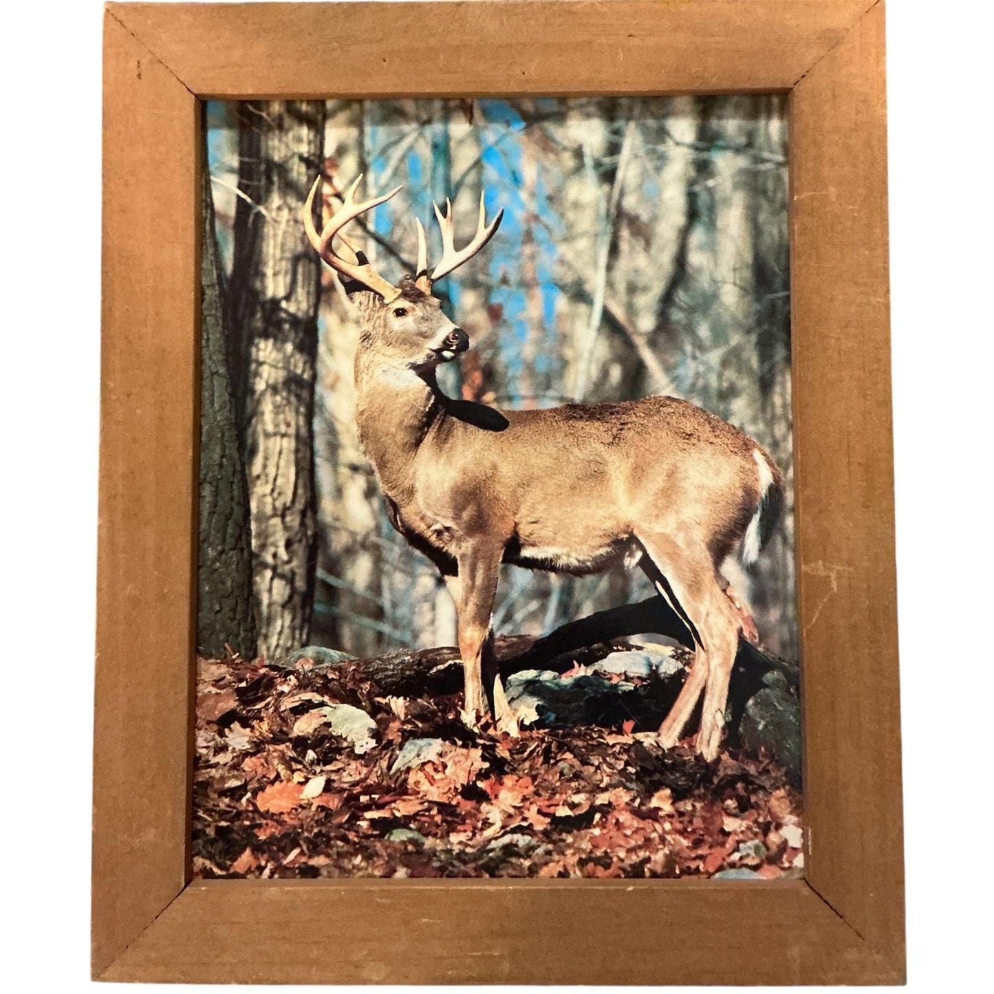 Rustic Framed Whitetail Deer Forest Print Wall Art Nature Decor